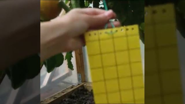 КЛЕЕВАЯ ЛОВУШКА от садовых вредителей Злобный ТЭД смотреть онлайн