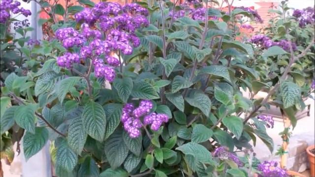 Heliotrope Trees MP4 смотреть онлайн