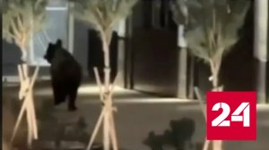 Бегущего по ночному Томску медведя сняли на видео - Россия 24