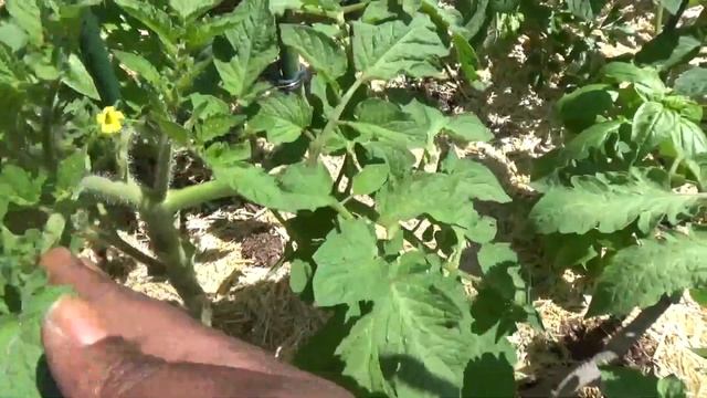 What I'm Using as My In-bed Composter смотреть онлайн