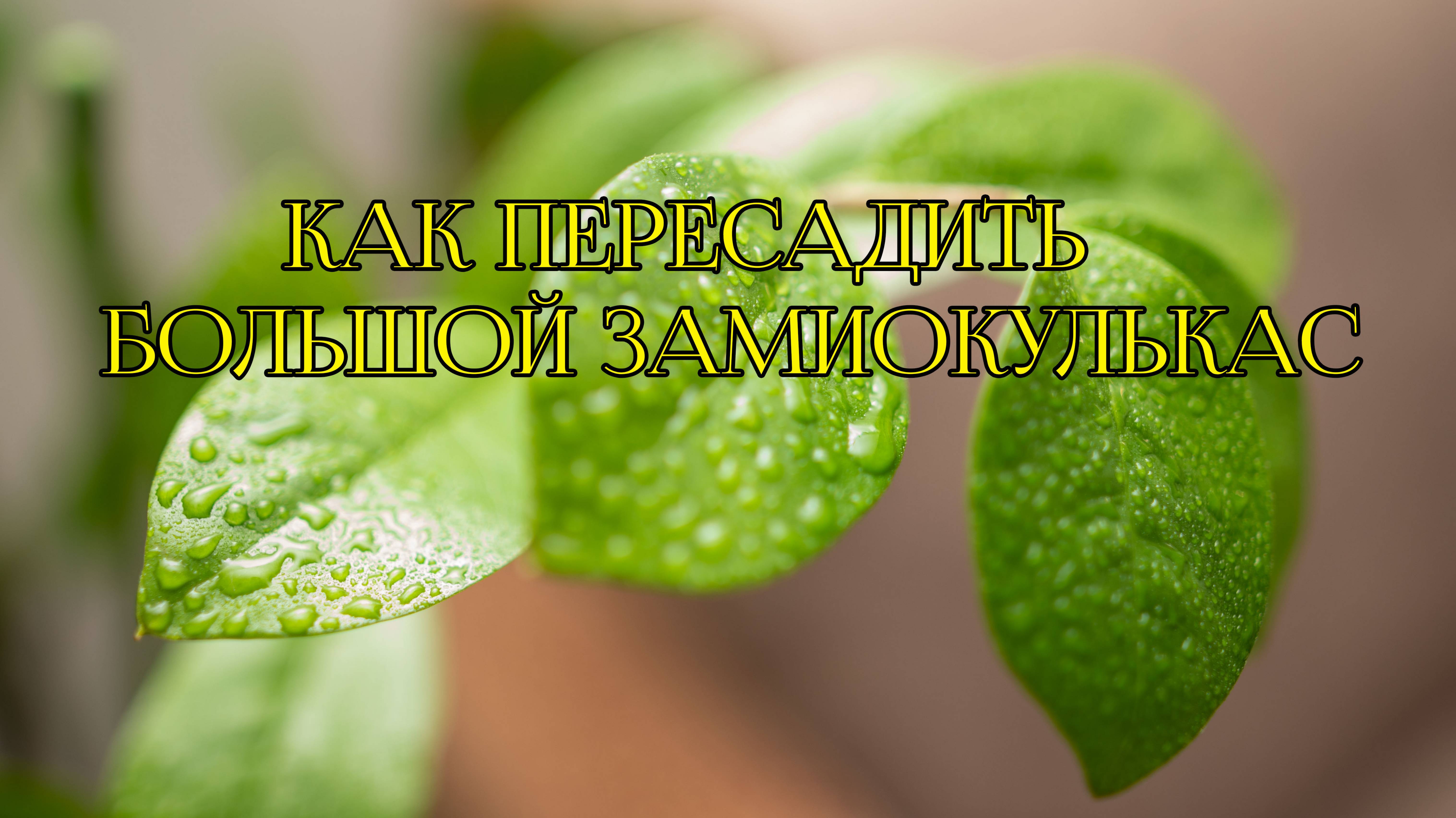 Как пересадить замиокулькас?