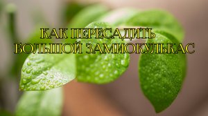 Как пересадить замиокулькас?