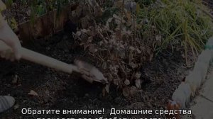 Листья розы в дырочках: чем обработать цветок