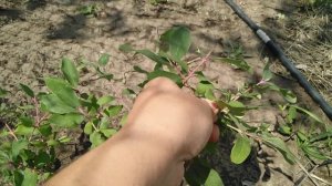 Впервые пробую жимолость,впечатления?