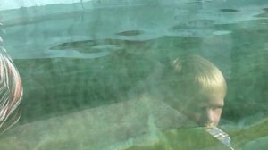 Выдра в воде