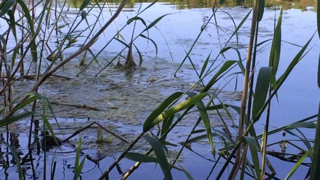 Даня ловит рыбу себе на ДР завтра будет 9 лет !!!