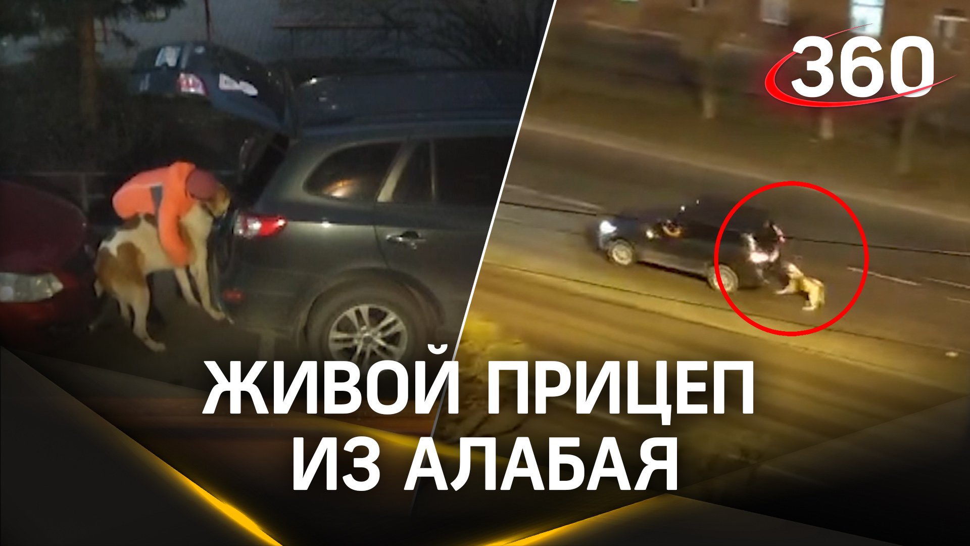 Живой прицеп из алабая: пса привязали к машине и протащили по улицам Красноярска