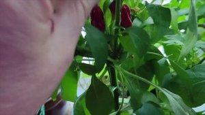 Кошки, цветочки в декабре 2023г.