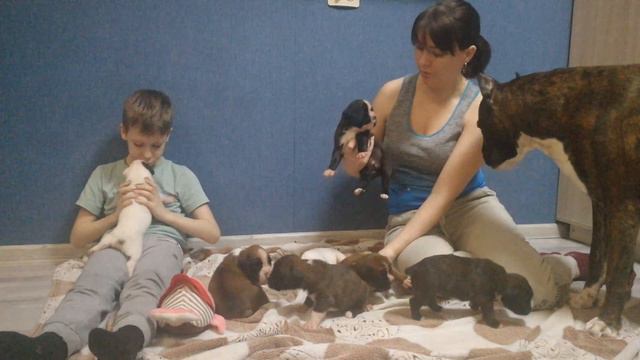 Щенкам 17 дней #немецкийбоксер#щенкинемецкогобоксера#germanboxer#deutscherboxer#boxerpuppy смотреть онлайн