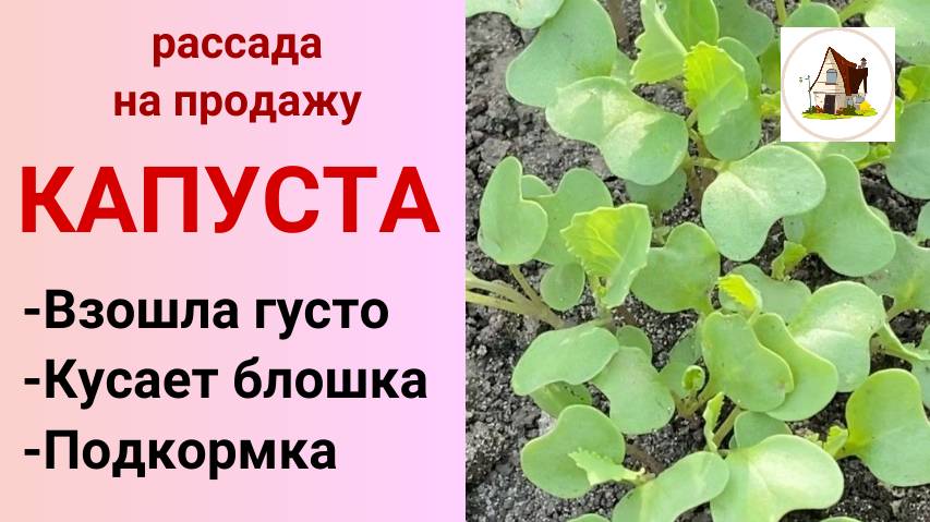 10. Капуста взошла. Что делать дальше? Рассада на продажу.