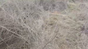 КАК ПОЙМАТЬ ФАЗАНА ЛОВЛЯ В ЛОВУШКУ ОХОТА НА ПЕТЛИ ПОЙМАЛ КУНИЦУ