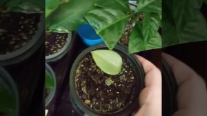 Мои растюшки зимой.Комнатные цветы.2021 г.