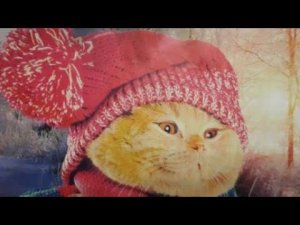 Дневник Кото сапиенса  16 января  Ржунимагу
