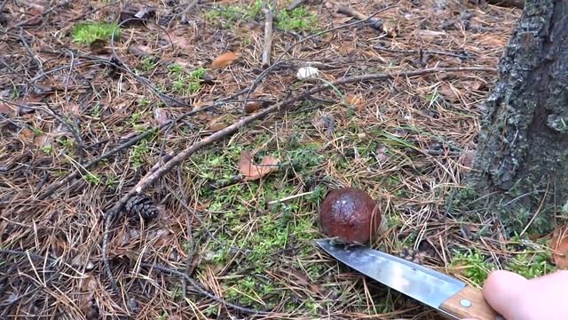 Грибы / Mushrooms смотреть онлайн