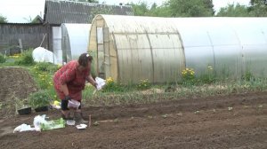 Сажаем рассаду картофеля, миниклубни. Ответы на вопросы