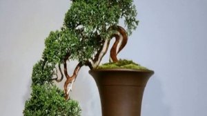 Сосна бонсай своими руками на садовом участке