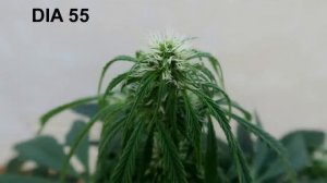 MAGNUM AUTO DE BUDDHA SEEDS, SEGUIMIENTO COMPLETO.