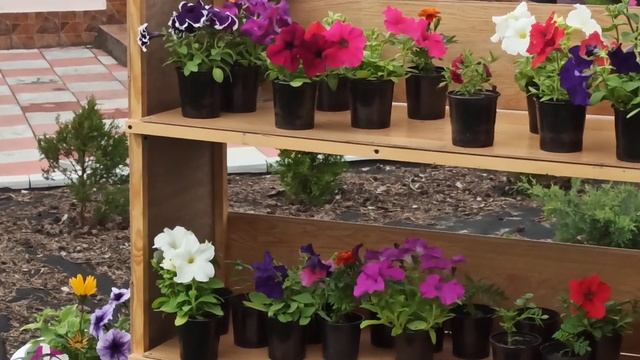 Что посадить в балконный ящик смотреть онлайн