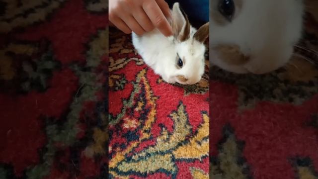#малыш#зайка#заяц#кролик#крош#животные#animals#tiktok#top#tiktok#art#love#любимая#anime#youtube