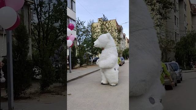Пошла жара! Зажигательные танцы от белого медведя. Полное видео
