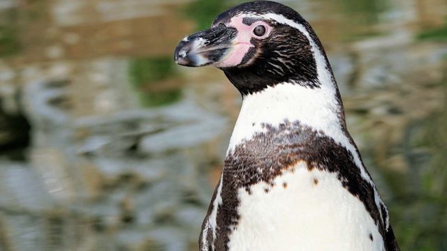Thousands of Penguins Mysteriously Wash Up Dead in South America смотреть онлайн