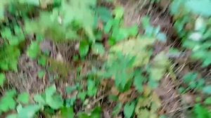 Сбор кедровой шишки _ много мусора в лесу Часть 1