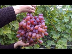 Сорт Винограда Юлиан