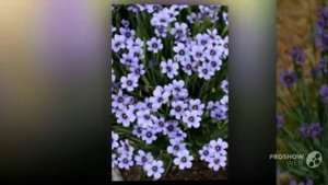 Sisyrinchium - garden plants