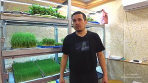 Какое освещение для микрозелени я использую