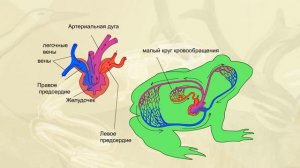 Кровеносная система земноводных  Биология