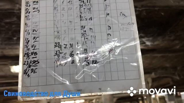 На какой день после отлучки стоят свиноматки! смотреть онлайн