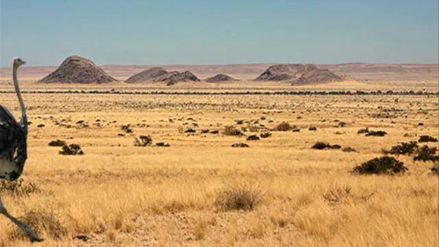 ЖЁЛТЫЙ СТРАУСЁНОК смотреть онлайн