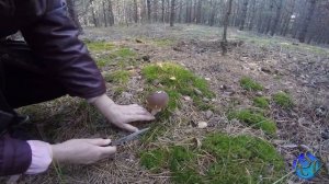 Сбор белых грибов.  Сезон 2017