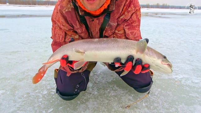 ПОКЛЁВКА НА 36 ТЫСЯЧ ШТРАФА!!! РЫБАЛКА НА ГРАНИ УГОЛОВНОГО СРОКА смотреть онлайн