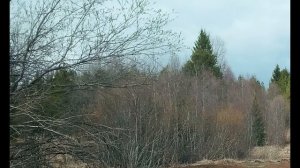 Б Окуджава  Март великодушный #стихи #авторскаяпесня  #стихиовесне #поэты20века