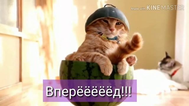 Топ 15 самых странных котов в мире!!! смотреть онлайн