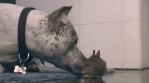 Stafford and rabbit / стафорд и кролик