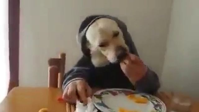 полу собака полу человек смотреть онлайн