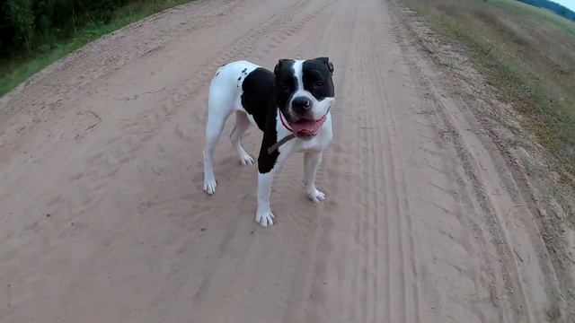 Амбули резвятся.#americanbulldog #американскийбульдог смотреть онлайн