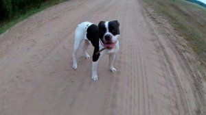 Амбули резвятся.#americanbulldog #американскийбульдог