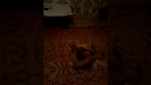 Пекинес говорит айлавью😇
