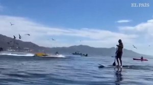 EEUU: El momento en el que una ballena se traga a dos turistas que hacían kayak y luego las escupe