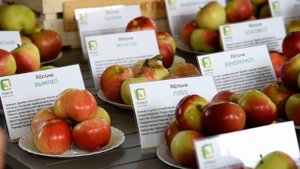ВКУСНЫЕ ЯБЛОКИ: рассказ д.б.н. Натальи Савельевой