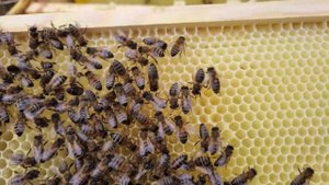 Вощина своими руками. Эксперимент. Часть вторая.