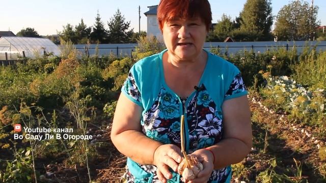 Крупный Чеснок Всегда! Почему? Делюсь Секретом.