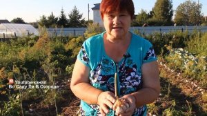 Крупный Чеснок Всегда! Почему? Делюсь Секретом.