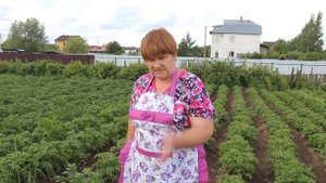 Как Вырастить Богатый Урожай Картофеля.