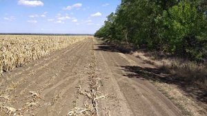 Уборка кукурузы Краснодарскя 291 не скоро.