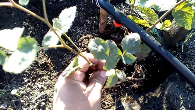 відсаджую бонус від ФГ Батьків сад) смотреть онлайн