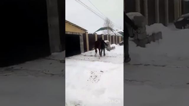 "Легенда" орловской породы 8месяцев смотреть онлайн